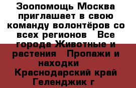 Зоопомощь.Москва приглашает в свою команду волонтёров со всех регионов - Все города Животные и растения » Пропажи и находки   . Краснодарский край,Геленджик г.